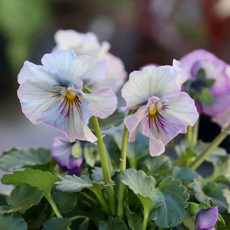画像の現品1点限り!!北島園芸さんのオリジナルビオラ「コルティルーチェ」＜1番＞