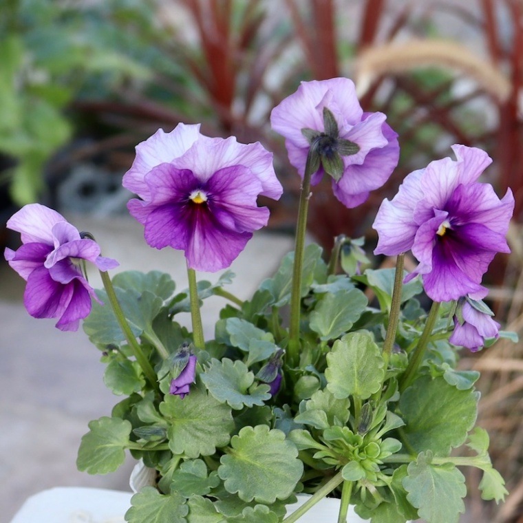 画像の現品1点限り!!北島園芸さんのオリジナルビオラ「コルティルーチェ」＜2番＞