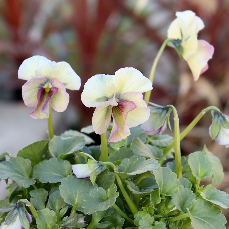 画像の現品1点限り!!北島園芸さんのオリジナルビオラ「コルティルーチェ」＜3番＞