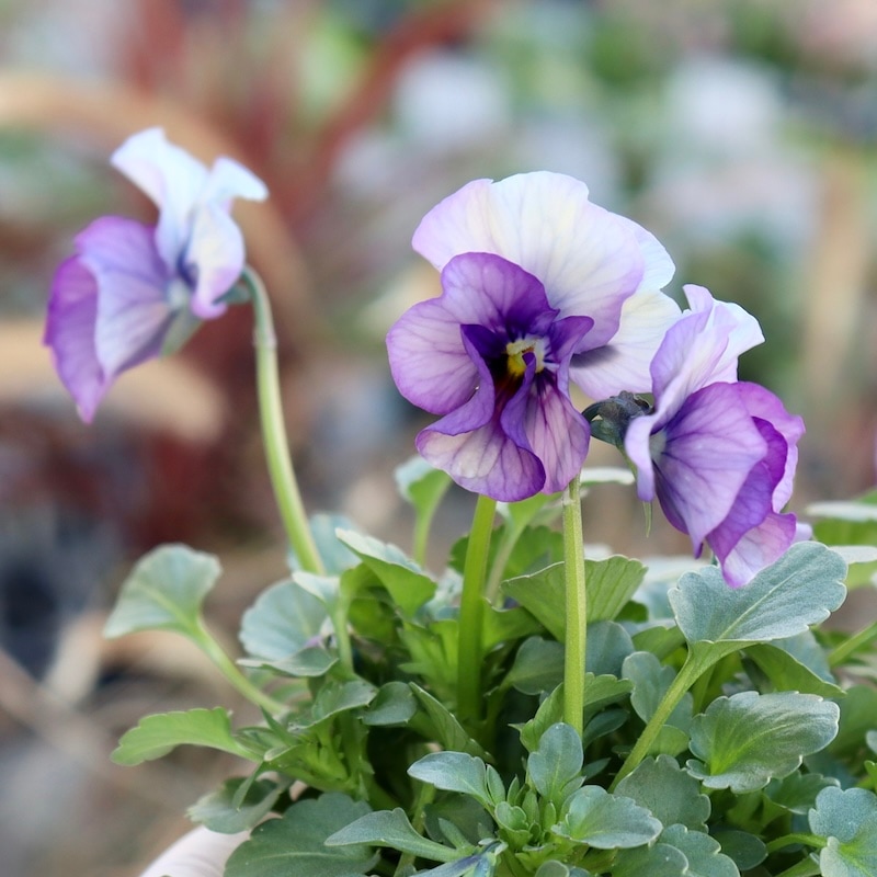 画像の現品1点限り!!北島園芸さんのオリジナルビオラ「コルティルーチェ」＜4番＞