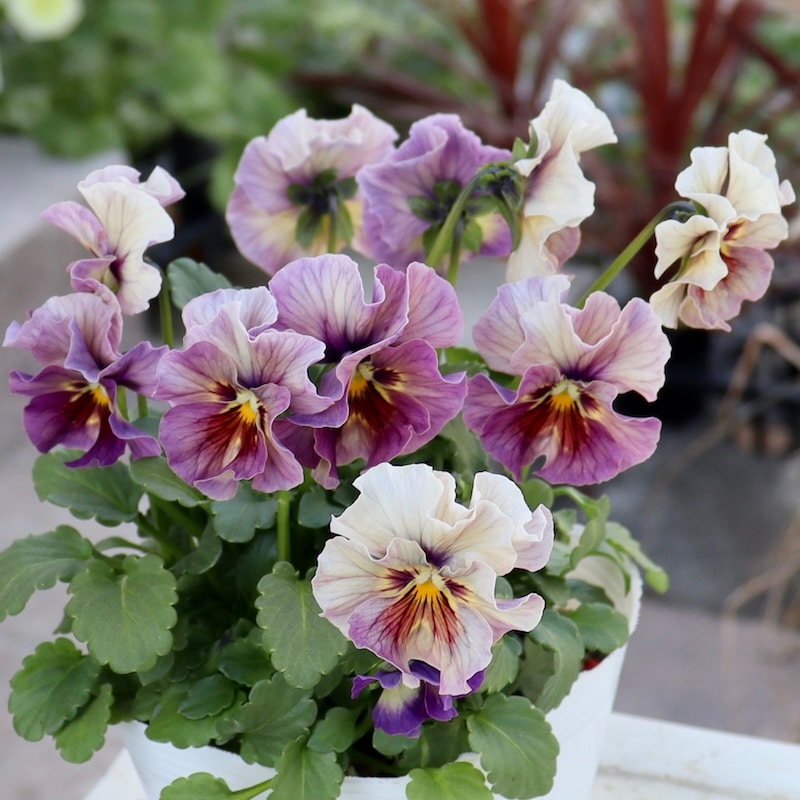 画像の現品1点限り!!北島園芸さんのオリジナルビオラ「コルティルーチェ」＜5番＞