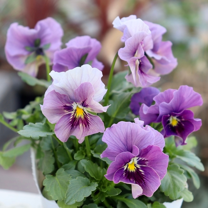 画像の現品1点限り!!北島園芸さんのオリジナルビオラ「コルティルーチェ」＜6番＞