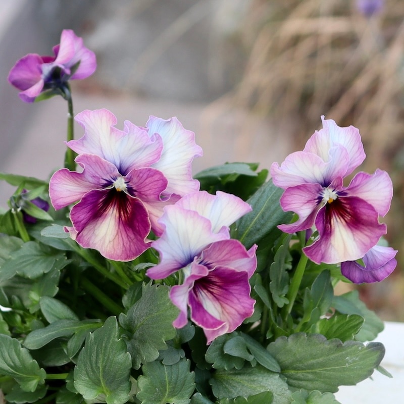 画像の現品1点限り!!北島園芸さんのオリジナルビオラ「コルティルーチェ」＜7番＞