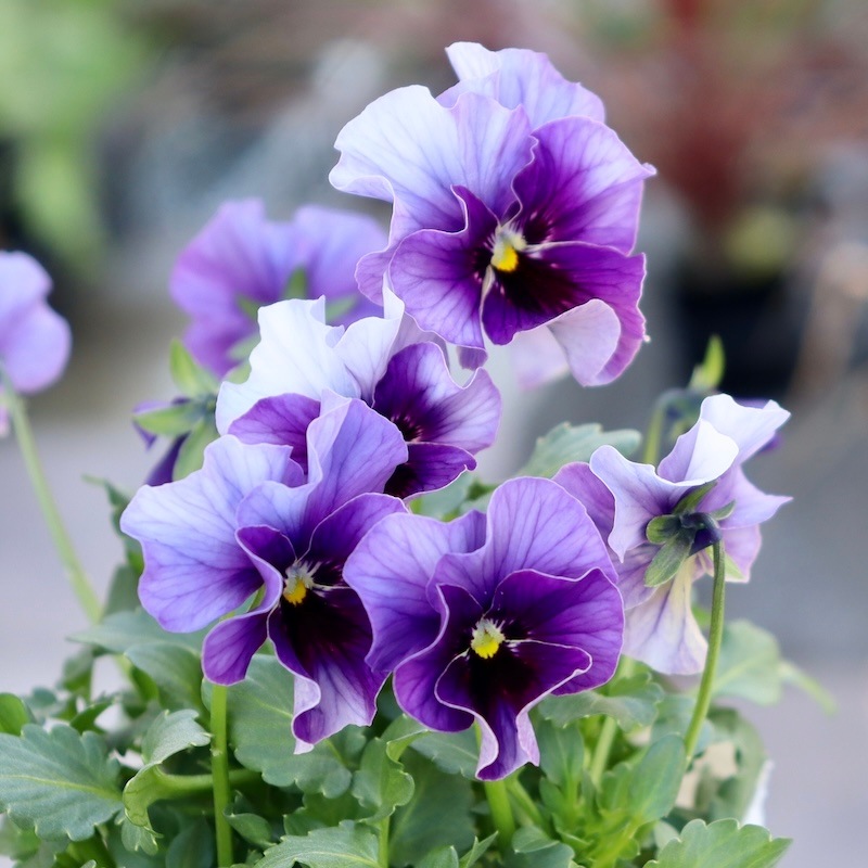 画像の現品1点限り!!北島園芸さんのオリジナルビオラ「コルティルーチェ」＜8番＞