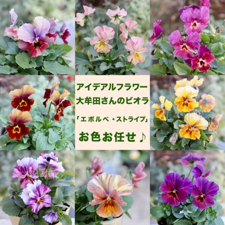 大牟田さん育種「エボルべ・ストライプ」・2025年12月ごろ販売開始