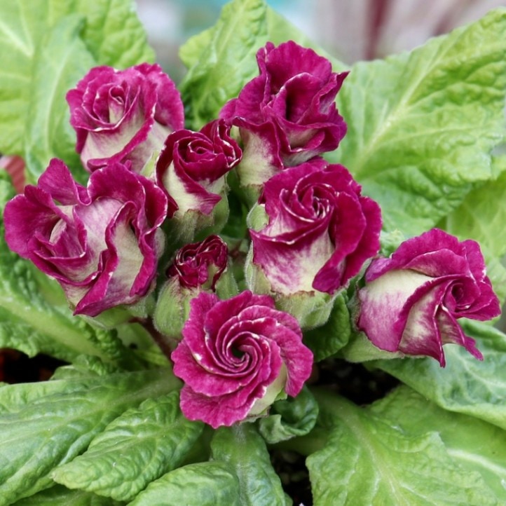 画像の現品☆バラ咲きプリムラ・ジュリアン「ミステリーモカ」32番