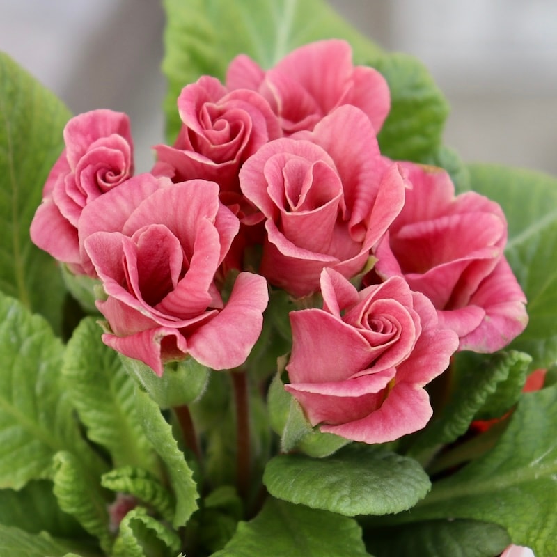 画像の現品1点限り☆バラ咲きプリムラ・ジュリアン「ミステリーモカ」33番