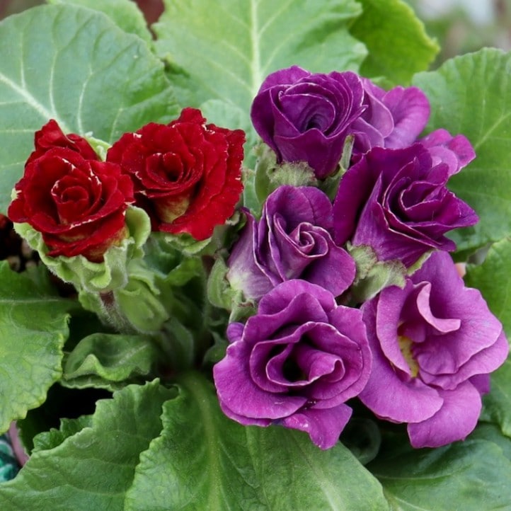 画像の現品1点限り☆バラ咲きプリムラ・ジュリアン「ミステリーモカ」35番