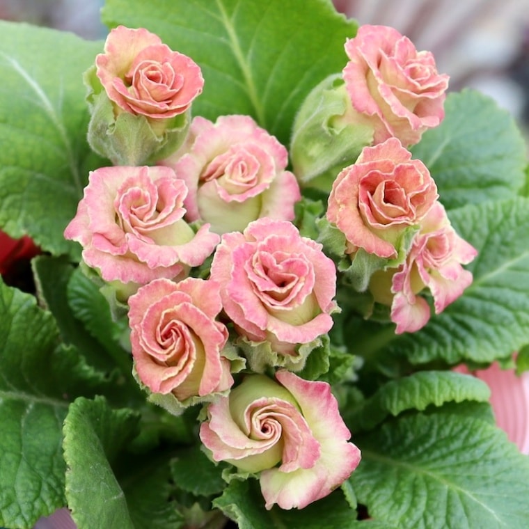 画像の現品1点限り☆バラ咲きプリムラ・ジュリアン「ミステリーモカ」36番