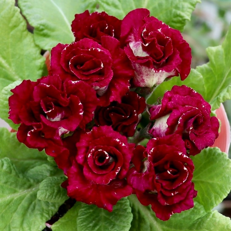 画像の現品☆バラ咲きプリムラ・ジュリアン「ミステリーモカ」37番