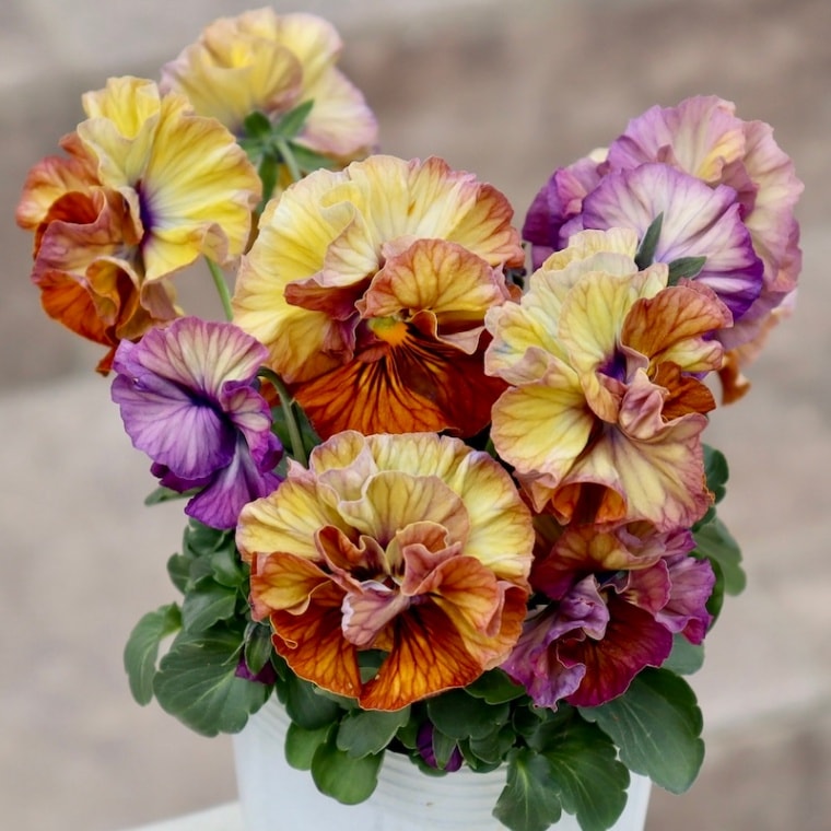 NEWシリーズ☆画像の現品1点限り!! 超良株☆桂楓園さんのパンジー