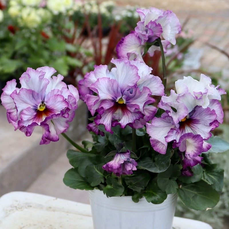 桂楓園さん育種「フェデネージュ」・～風散歩～