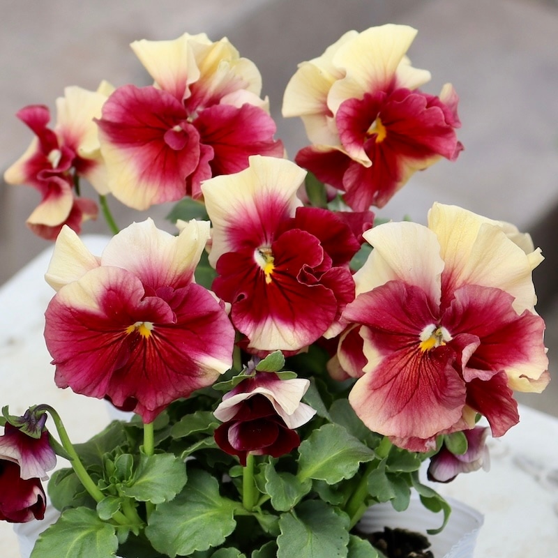 ぜひお試しを♪高知・植田さんのビオラ☆2024年秋〜2025年春の試験品種〈24-3A〉