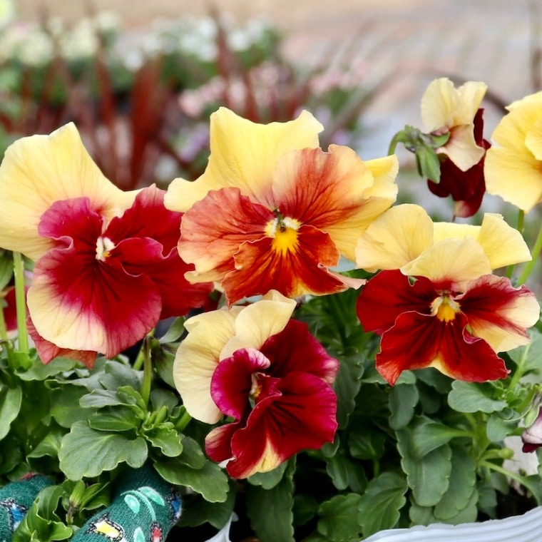 ぜひお試しを♪高知・植田さんのビオラ☆24年秋から25年春の試験品種〈24-3B〉