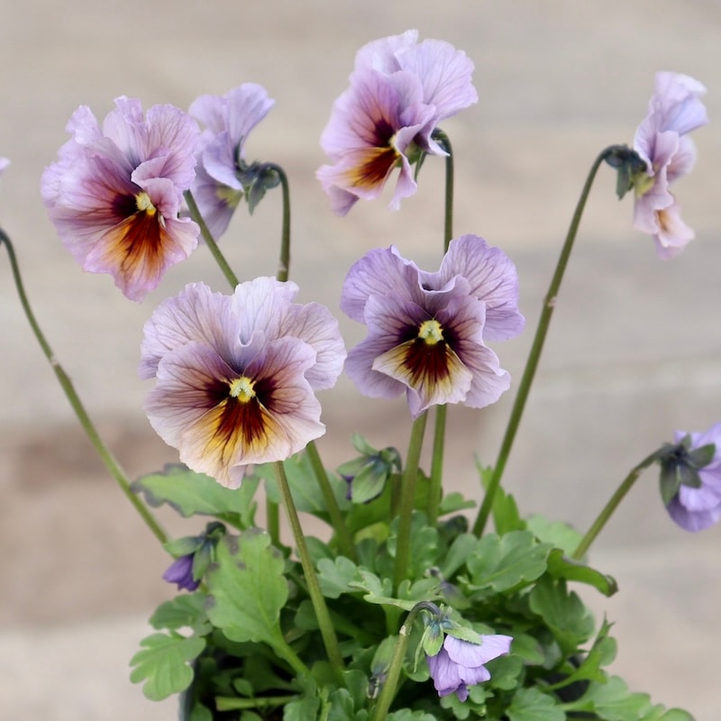 画像の現品1点限り!!吉村さんの花首のより長くなるビオラ「君待ち」2401番