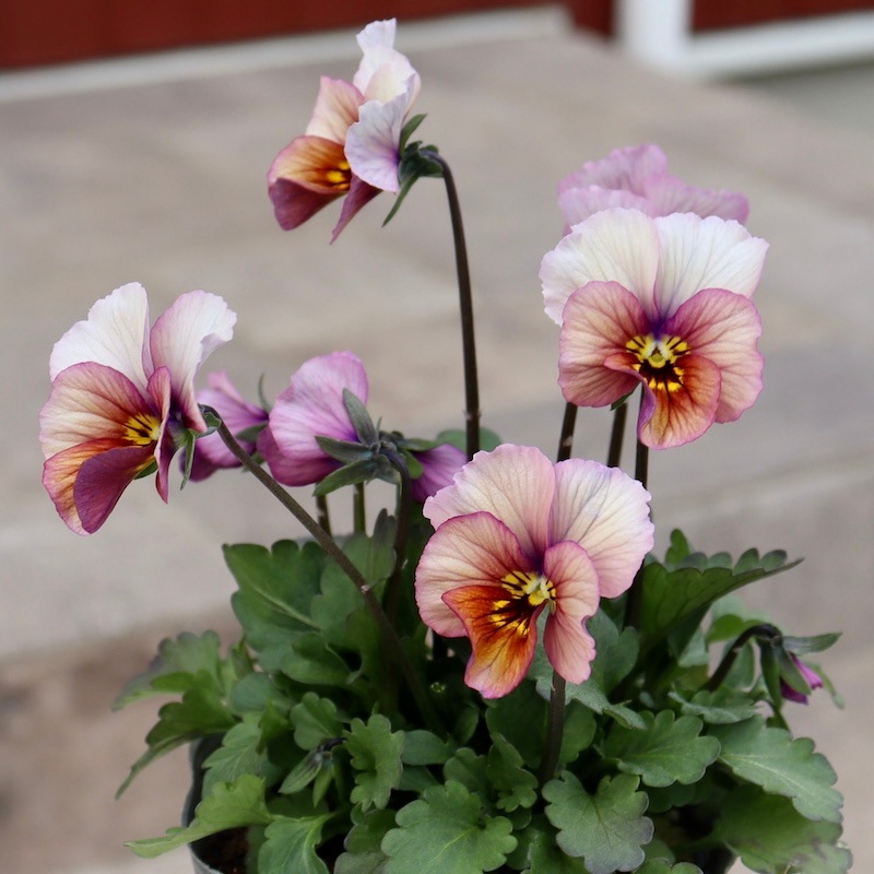 画像の現品1点限り!!吉村さんの花首のより長くなるビオラ「君待ち」2402番