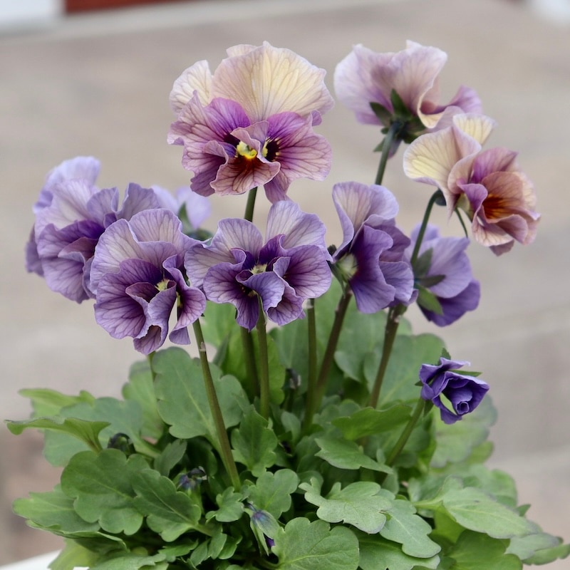 吉村年代、「庭に咲く」、希少な画集より、 新品高級額装付 画像の現品1点限り!!吉村さんの花首のより長くなるビオラ「君待ち」2403番