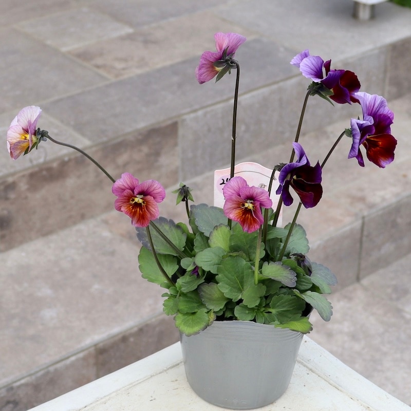 画像の現品1点限り!!吉村さんの花首のより長くなるビオラ「君待ち」2404番