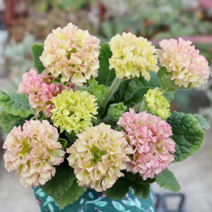 画像で花色を選べる☆k－plantsさんのプリムラ「ポンポンラパン」32番
