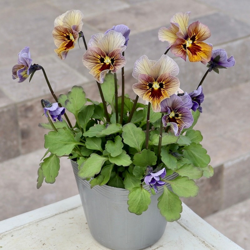 画像の現品1点限り!!吉村さんの花首のより長くなるビオラ「君待ち」2405番