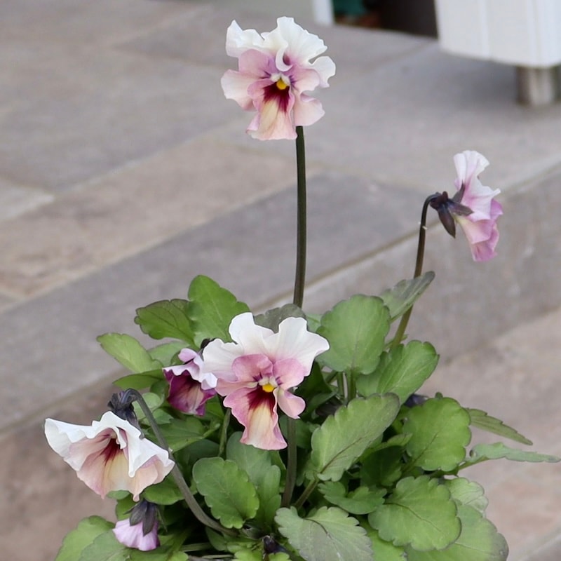 画像の現品1点限り!!吉村さんの花首のより長くなるビオラ「君待ち」2406番