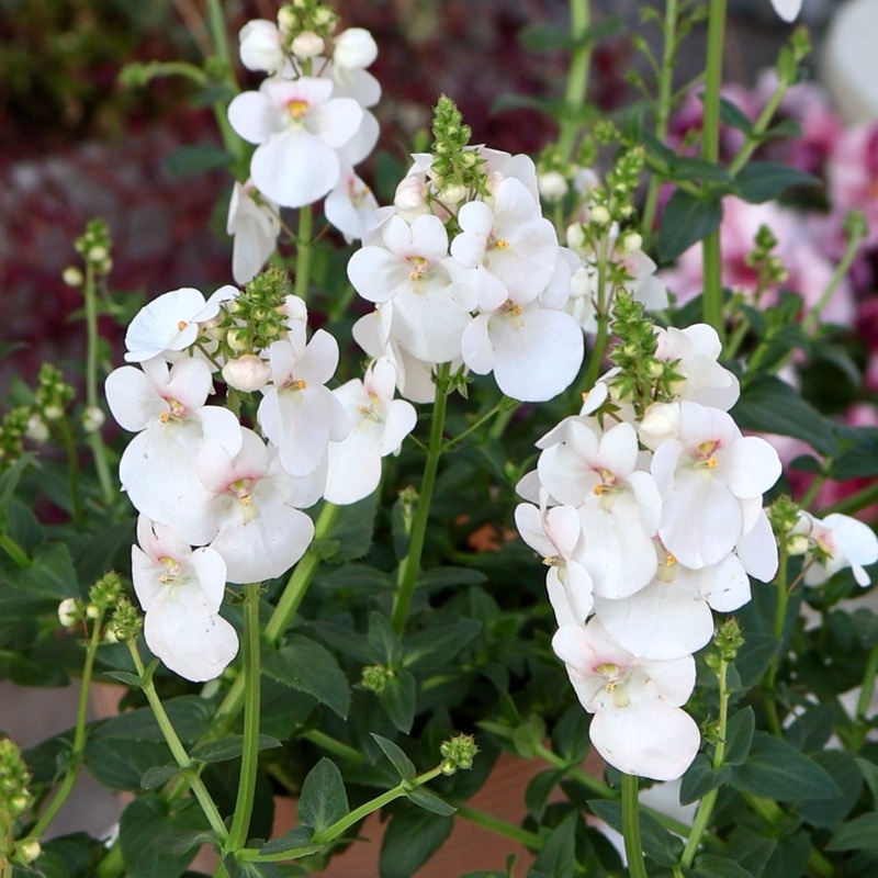 素敵な花苗とおしゃれなガーデニング雑貨｜ネット通販ショップ～風散歩～