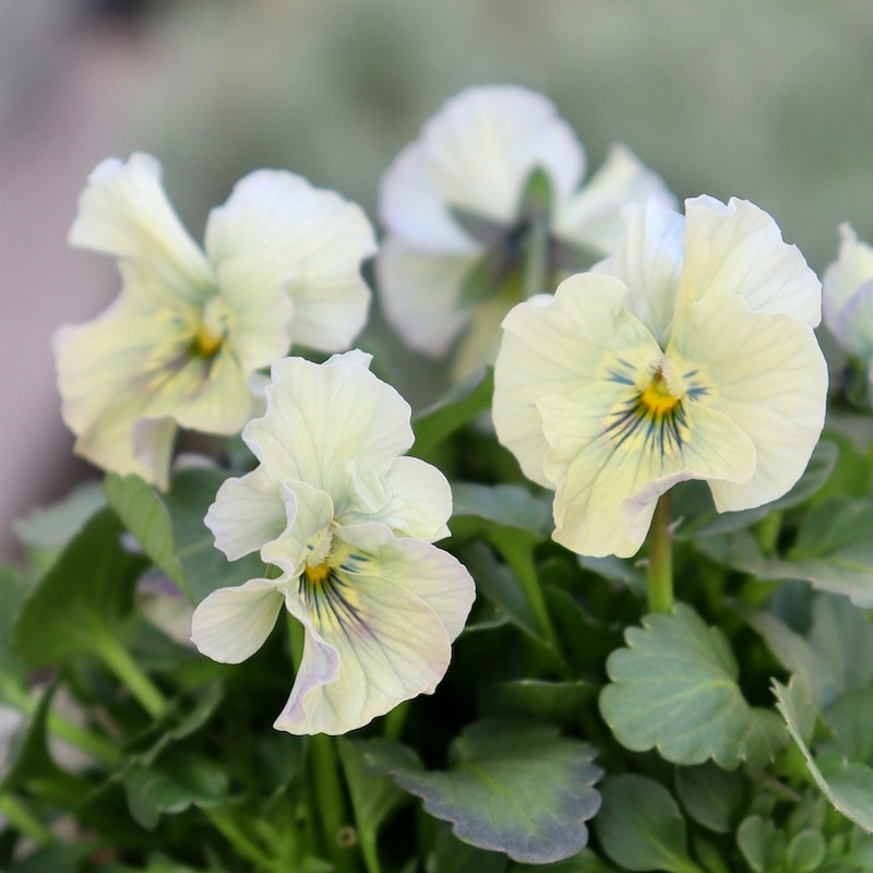 画像の現品1点限り!!北島園芸さんのオリジナルビオラ「コルティルーチェ」＜11番＞