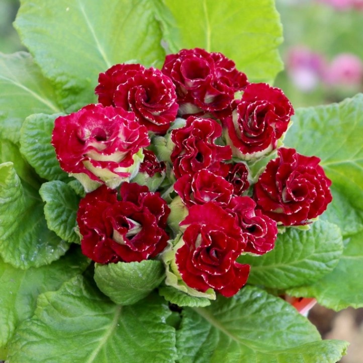 画像の現品☆バラ咲きプリムラ・ジュリアン「ミステリーモカ」38番