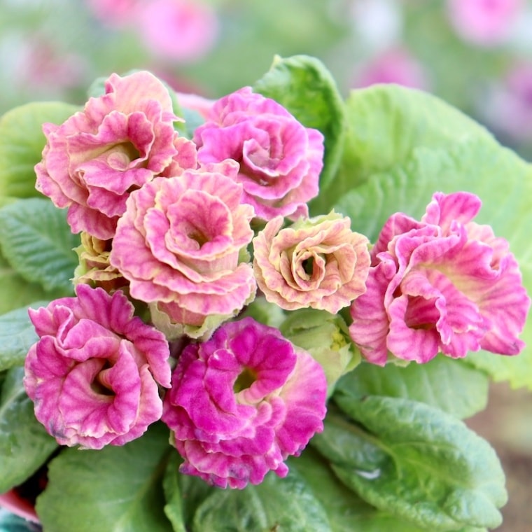 現品1点限り☆バラ咲きプリムラ・ジュリアン「ミステリーモカ」44番