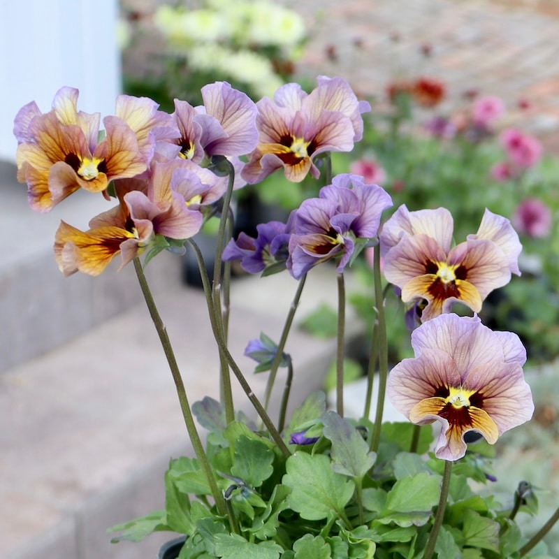 画像の現品1点限り!!吉村さんの花首のより長くなるビオラ「君待ち」2408番