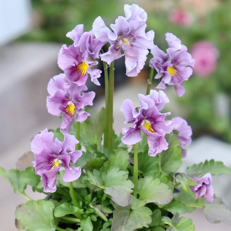 画像の現品1点限り!!吉村さんの花首のより長くなるビオラ「君待ち」2407番