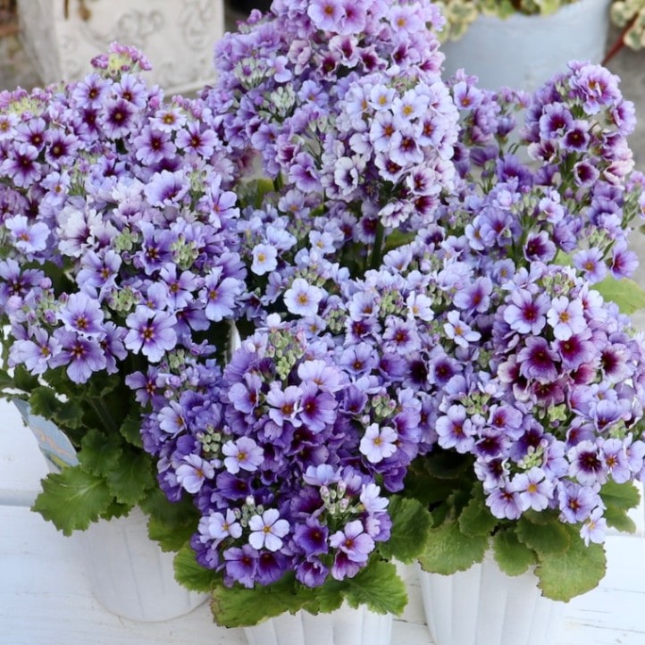 お試し初入荷☆ 綺麗に開花中♪ブルーの桜草(マラコイデス)1番