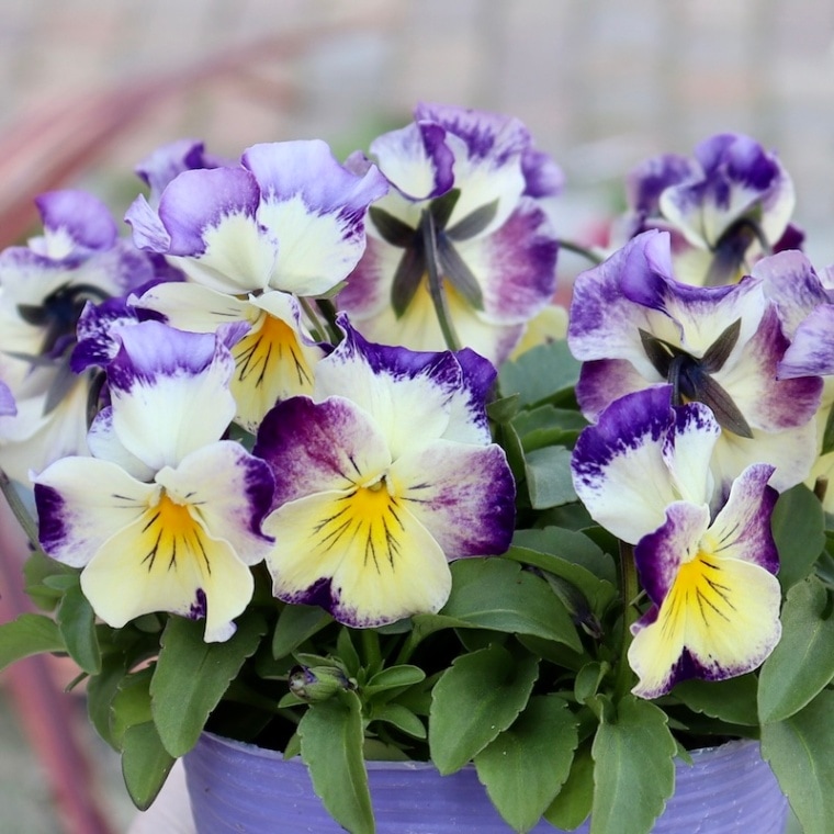 花夢園芸さん育種「パンジー」＆「ビオラ」・2025年11月ごろ販売開始