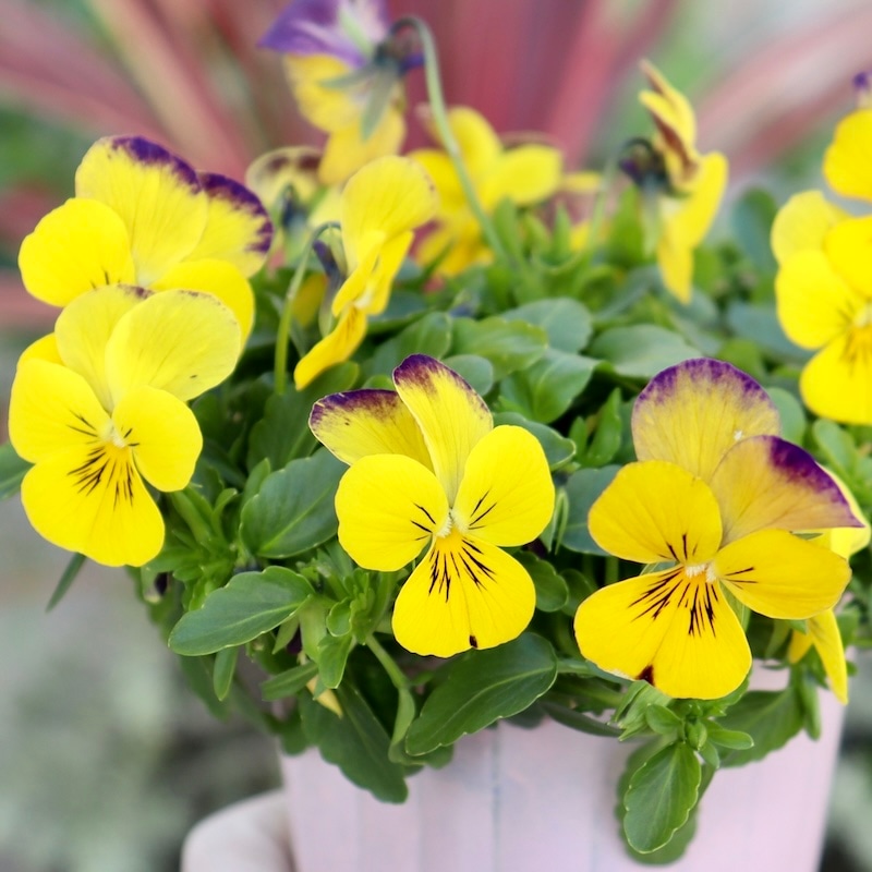 花夢園芸さん育種「パンジー」＆「ビオラ」・2025年11月ごろ販売開始