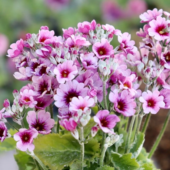 画像の現品1点限り!!松野さんの変わり咲き桜草☆10番