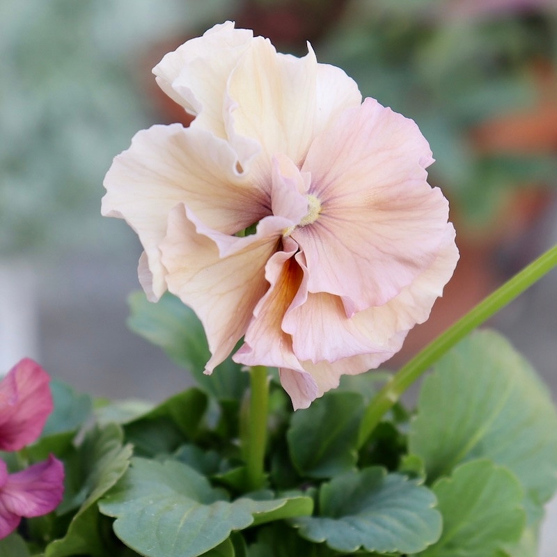 画像の現品1点限り☆吉村さんの八重咲きパンジー「プリンセスKEIKO」1番