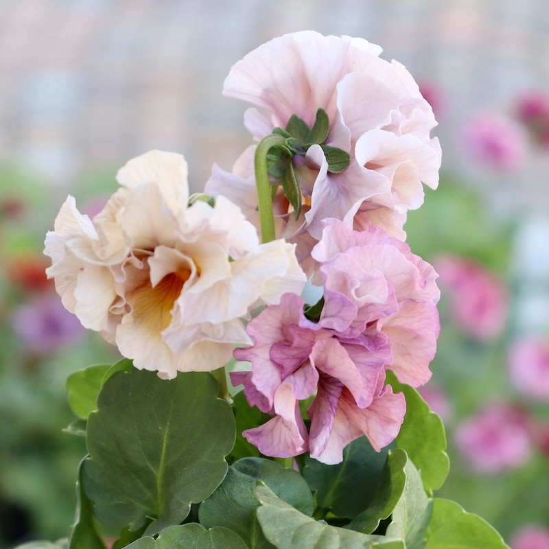 画像の現品1点限り☆吉村さんの八重咲きパンジー「プリンセスKEIKO」2番