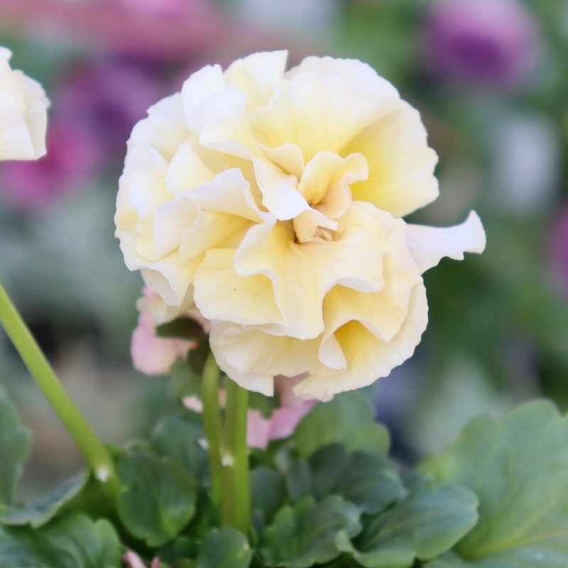 画像の現品1点限り☆吉村さんの八重咲きパンジー「プリンセスKEIKO」3番