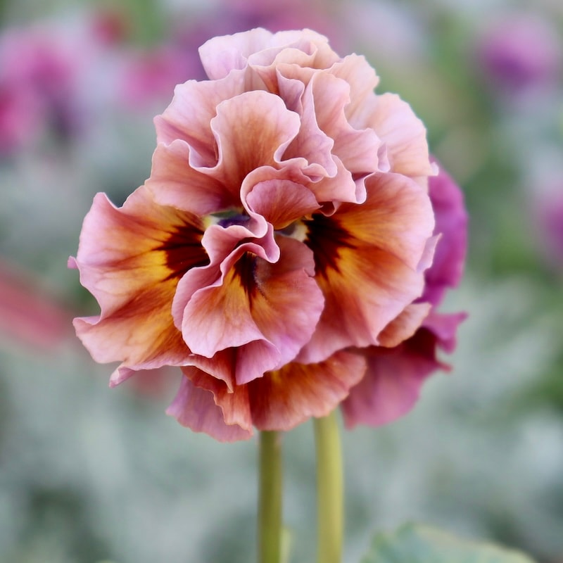 画像の現品1点限り☆吉村さんの八重咲きパンジー「プリンセスKEIKO」4番