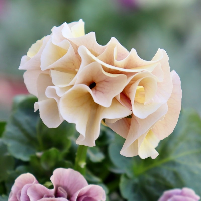 ラスト!!現品1点限り☆吉村さんの八重咲きパンジー「プリンセスKEIKO」5番