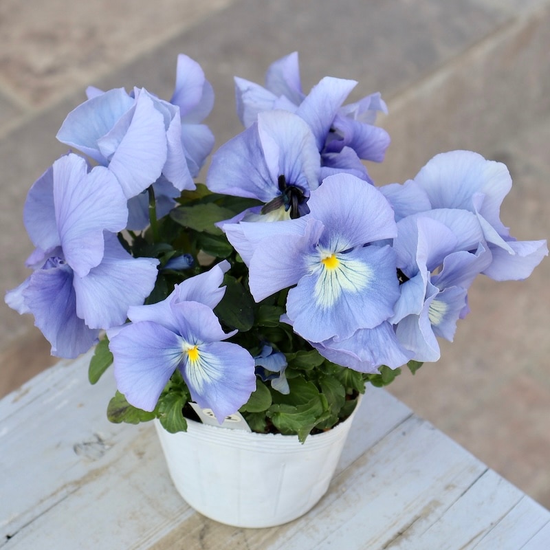 画像の現品1点限り☆プティ・シャトン「アクアリップル」SP2