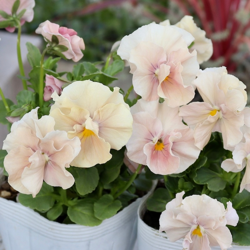 画像で花色を選べる!!うえたビオラ「サンピラー」4番