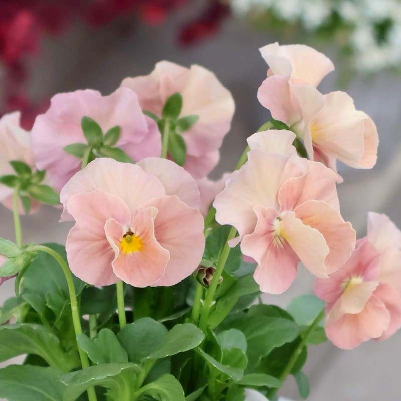 画像で花色を選べる!!うえたビオラ「サンピラー」4番