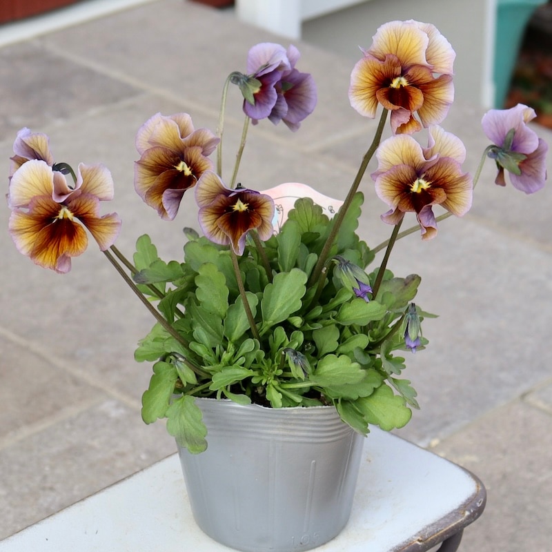 画像の現品1点限り!!吉村さんの花首のより長くなるビオラ「君待ち」2410番