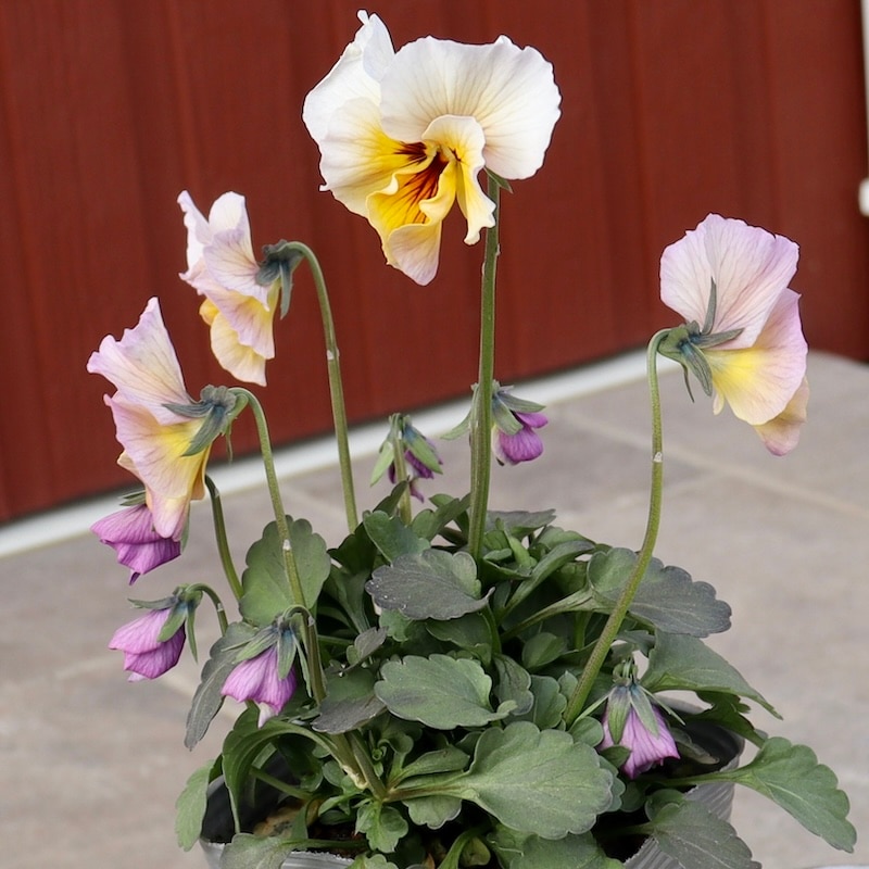 画像の現品1点限り!!吉村さんの花首のより長くなるビオラ「君待ち」2411番