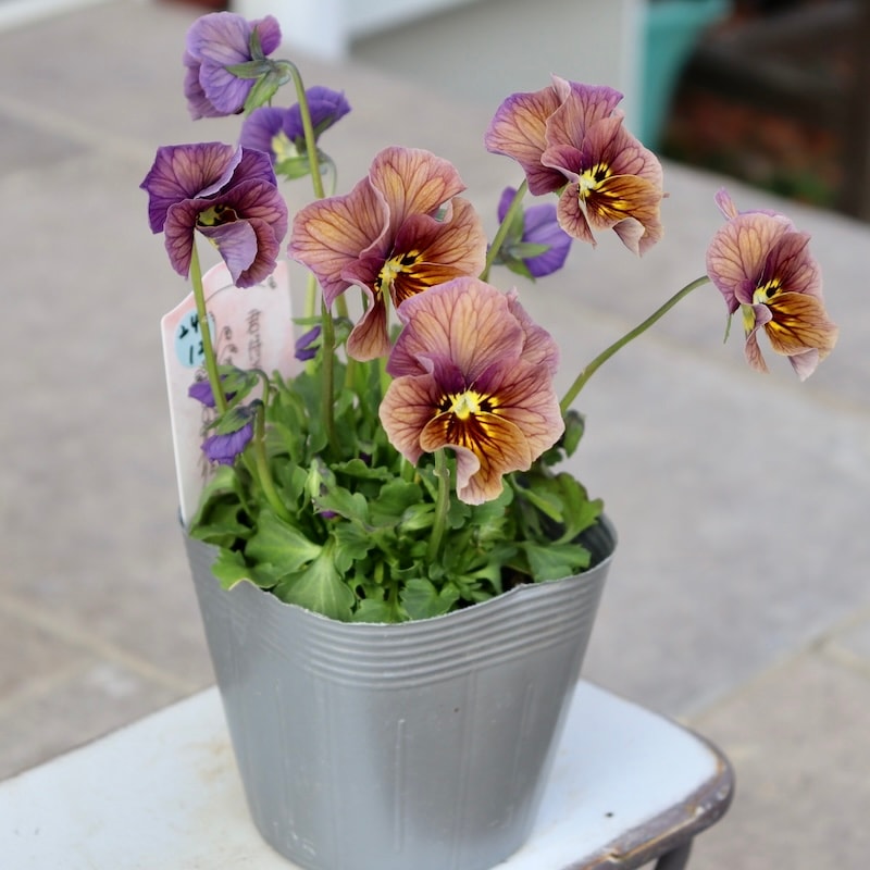 画像の現品1点限り!!吉村さんの花首のより長くなるビオラ「君待ち」2412番