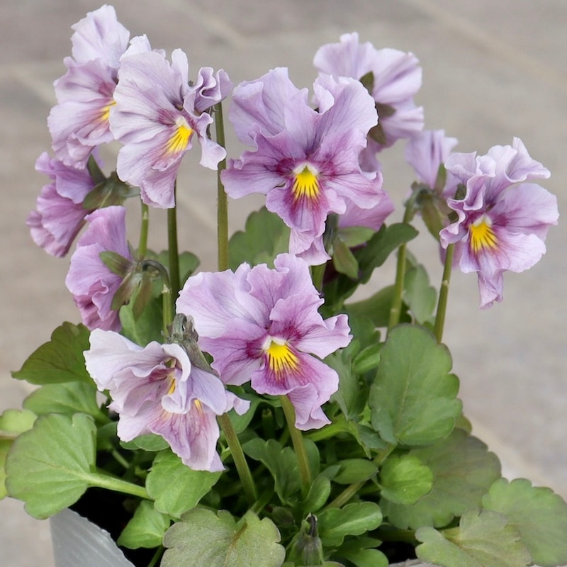 画像の現品1点限り!!吉村さんの花首のより長くなるビオラ「君待ち」2413番