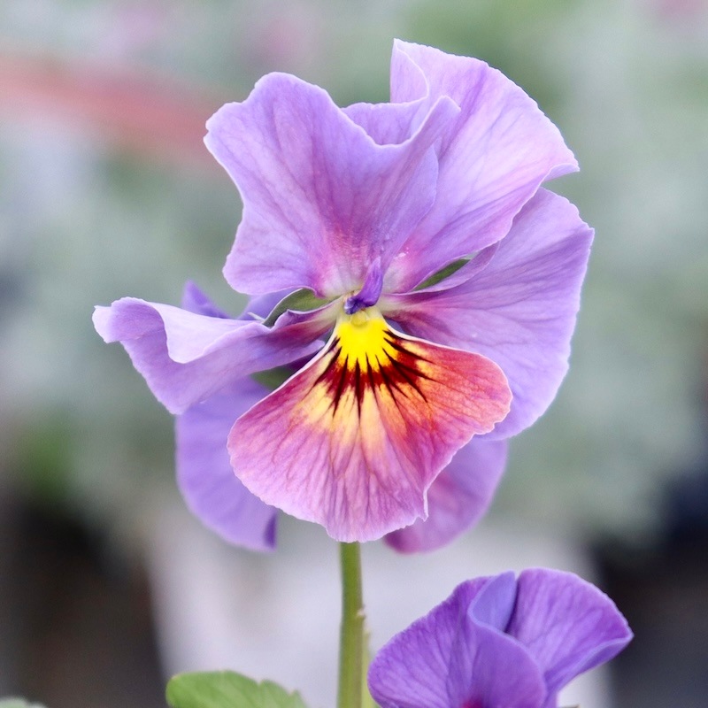 画像の現品1点限り!!アイデアルフラワー・大牟田さんのビオラevolve