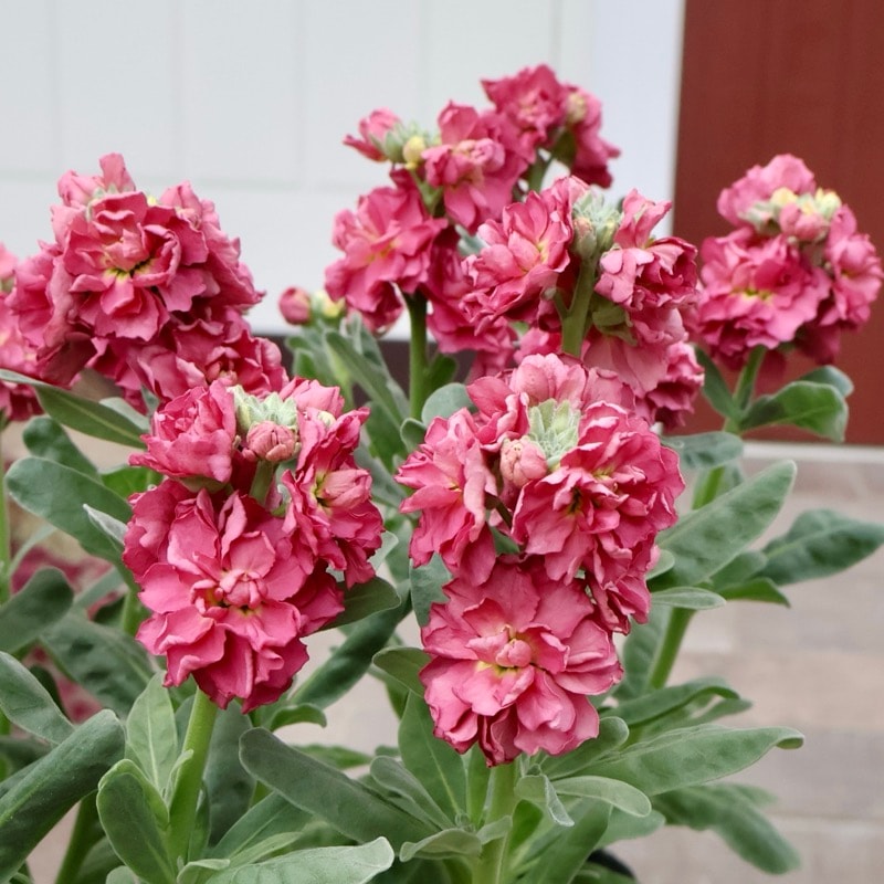 よく分枝した開花株☆八重咲きストック「アンティークブラウン」(3.5号