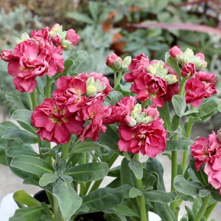 レア品ですが、お試し価格で♪八重咲きストック「ブラウン」(3.5号ポット)　